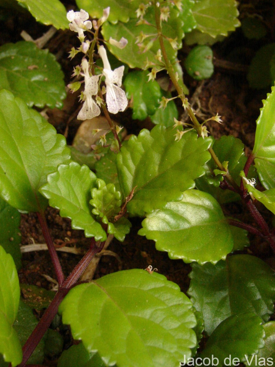 Plectranthus verticillatus (L.f.) Druce